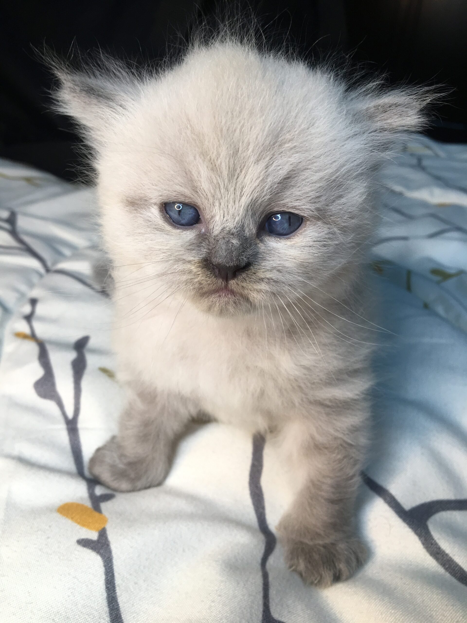For sale female