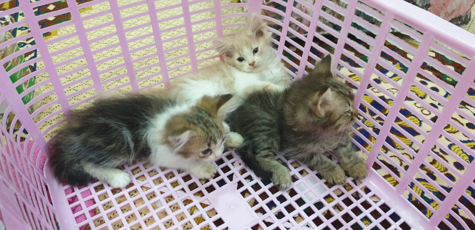 ٣ قطط للبيع