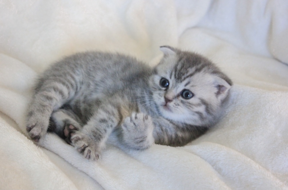سكوتش فولد وستريت Scottish fold and straight