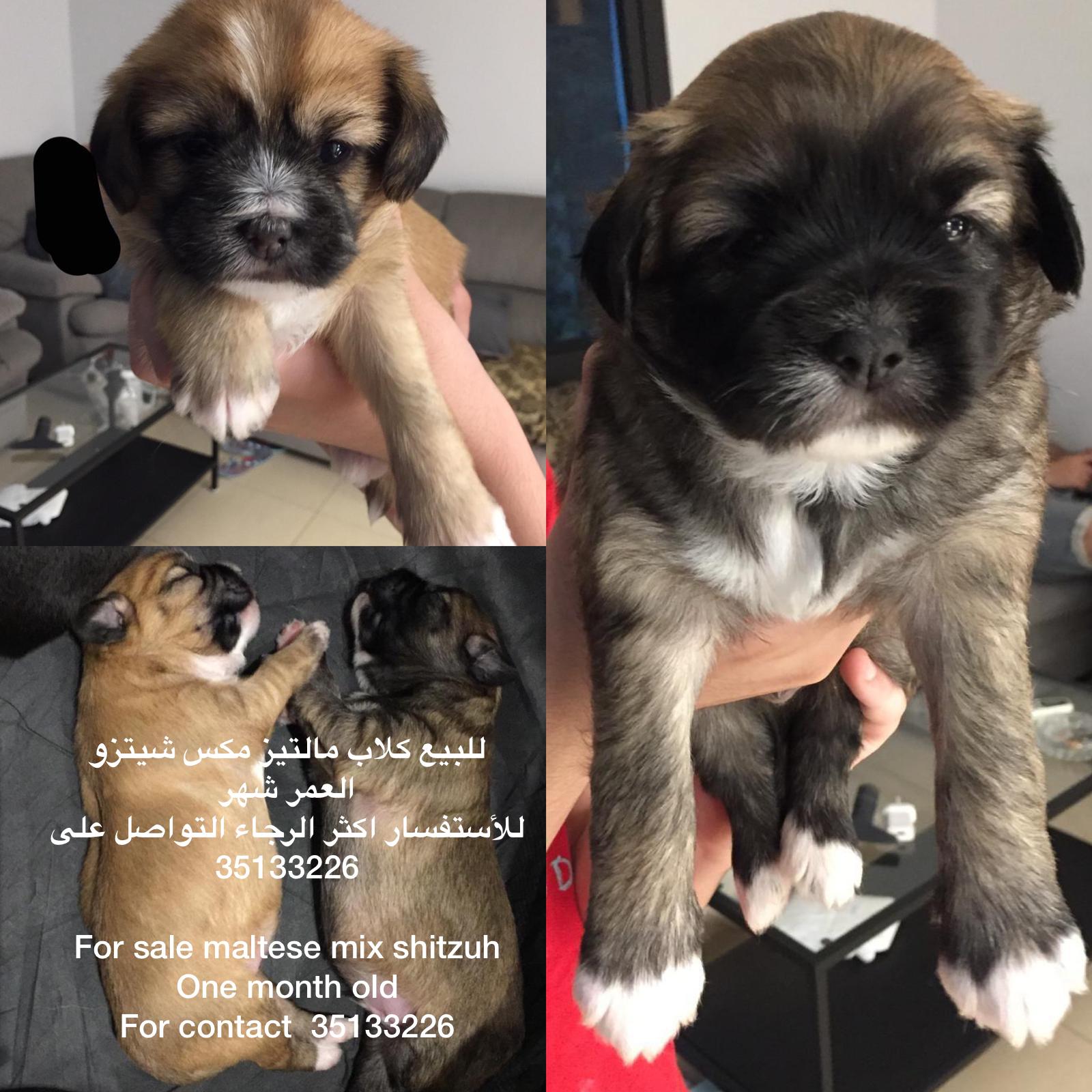 Maltese mix shitzuh dogs for sale