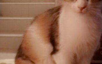 Missing cat قطة مفقودة