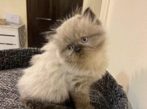 قطط هيمالايا للبيع himalaya kittens