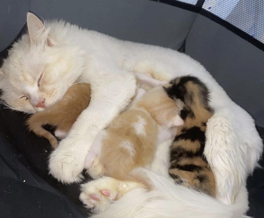 ٣ قطط كيتين مع الام