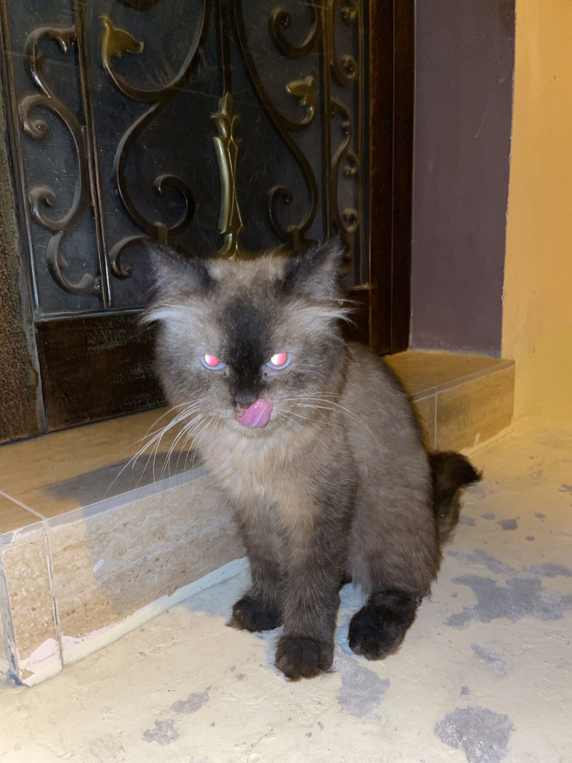 عثر على قط شيرازي في مدينة حمد