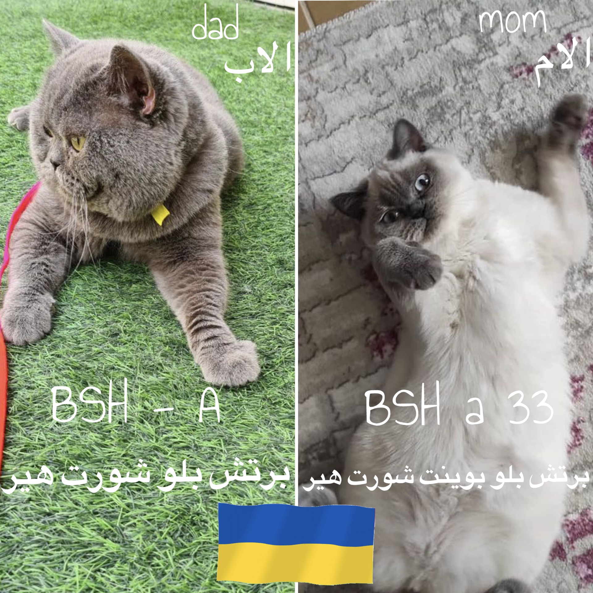 Available British blue point shorthair From both