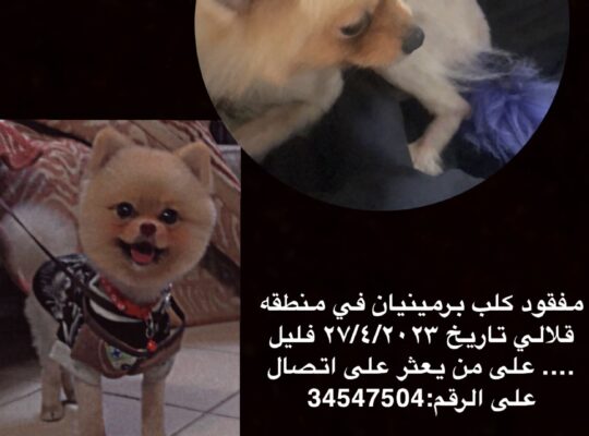 مفقود كلب برمينيان تاريخ ٢٧/٤/٢٠٢٣ في منطقه قلالي