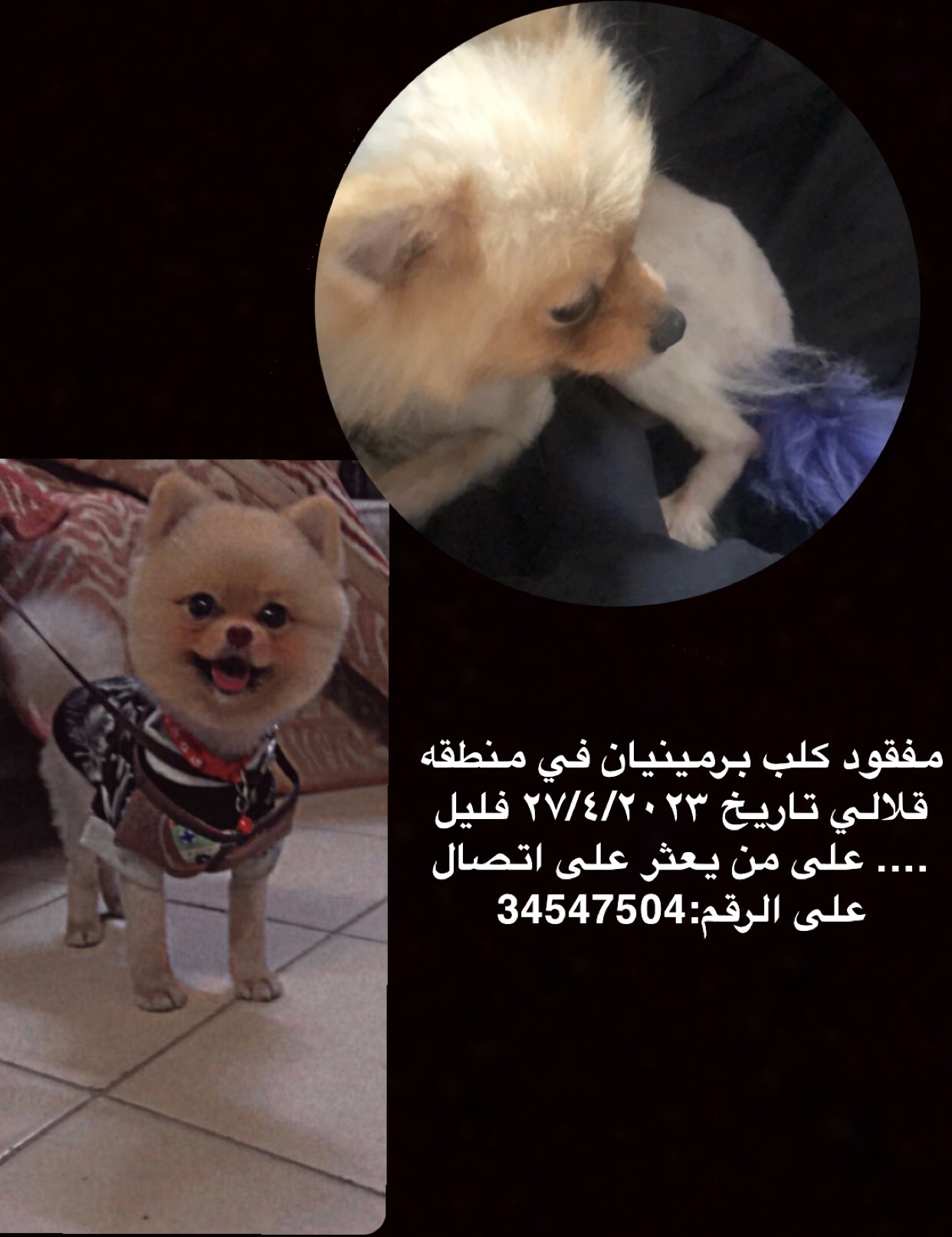 مفقود كلب برمينيان تاريخ ٢٧/٤/٢٠٢٣ في منطقه قلالي