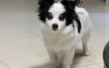 بومرينيان ، جميلة ، مطعمة ، حديثة ، 4 شهور Pomeranian, Beautiful, newborn, 4 months